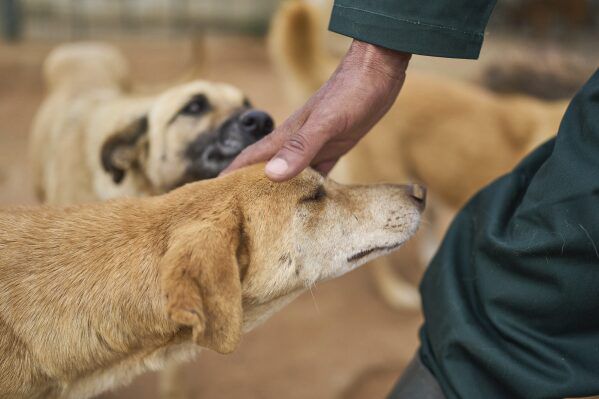 Paws and Policy: Morocco Sets a New Leash on Stray Dog Care