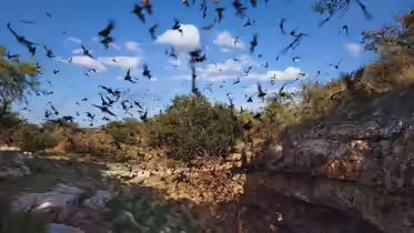Where the Wild Gathers: Five Spectacular Animal Congregations on Earth