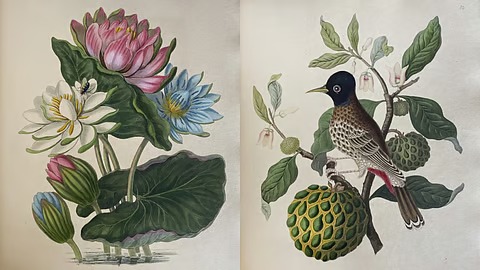 Forgotten Brushstrokes: The Indian Artists Who Painted Colonial India’s Flora Into History