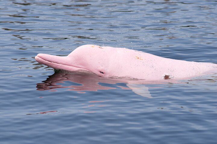 A Fin-credible Discovery: Rare Dolphins Seen Swimming Near Thailand’s Isles