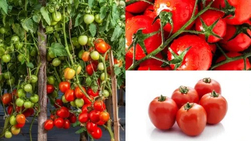 Six Months to Success: Bharath's Tomato Processing Dream Takes Shape