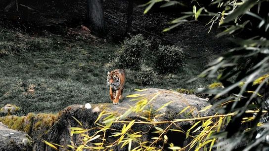 Roars and Rules: The Top 10 Safari Secrets for a Wildly Safe Adventure