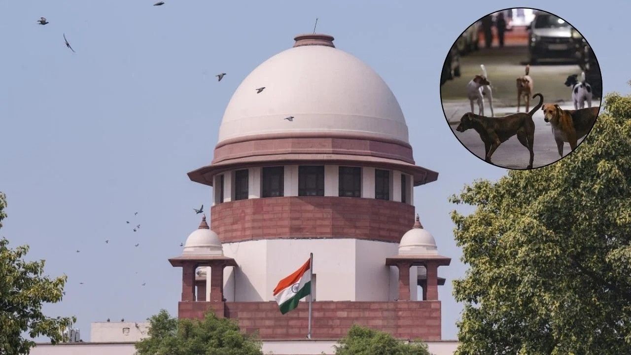 Barking Up the Legal Tree: Supreme Court to Deliver Key Order on Stray Dogs Case November 7