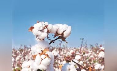 Can India’s Cotton Mission Work Without New Technology? Not Likely