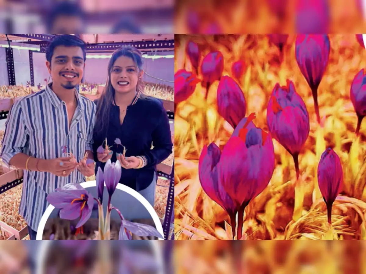 Nagpur Innovators Thrive: Saffron Farming in Extreme Heat Yields Rs 50 Lakh Profit