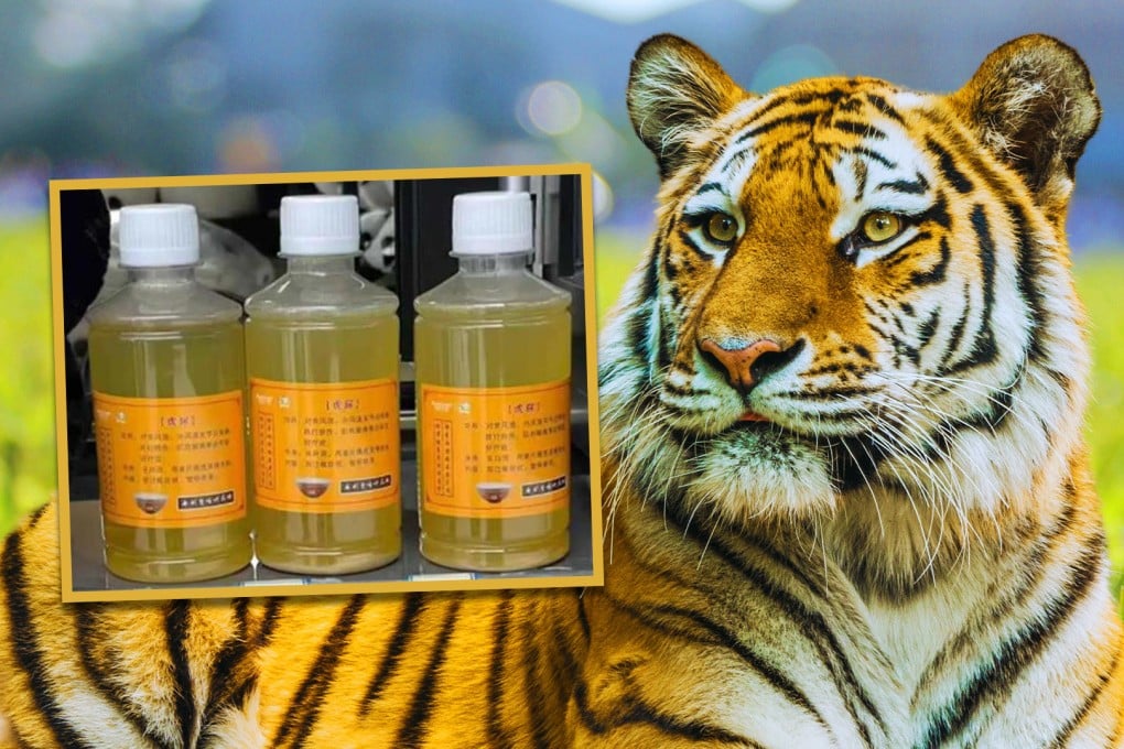 Chinese Zoo's Controversial Tiger Urine Sale: Unproven Arthritis Remedy Raises Concerns