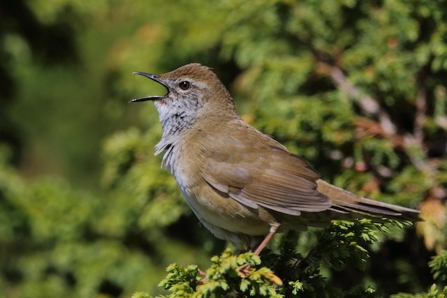 Whispers in the Willow: Long-Billed Bush Warbler Rediscovered in Ladakh