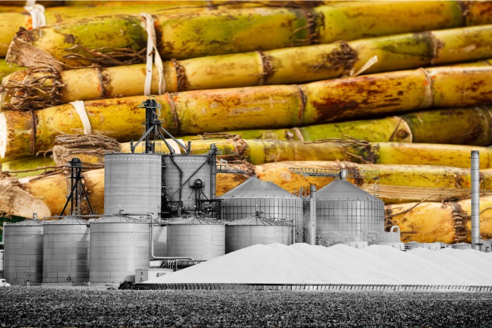 Indian Mills Achieve Sugar Production Milestone of 24.8 Million Metric Tons in 2024-25 Season