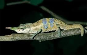 Chameleons Unmasked: Decades of Scientific Confusion Finally Clarified by Genetic Breakthroughs