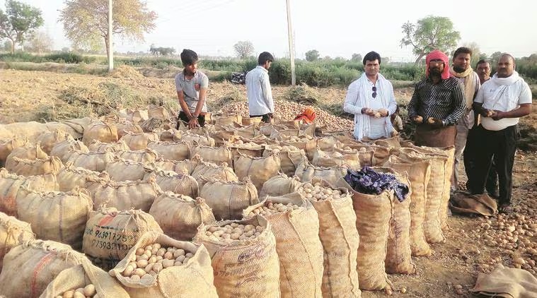 Potato Power Play—Gujarat’s 48 Lakh Tonne Crop Fuels Food Revolution