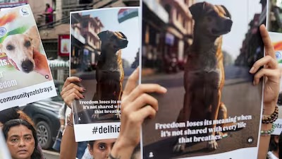 What Delhi’s New Stray Dog Ruling Means For City Residents And Animal Lovers