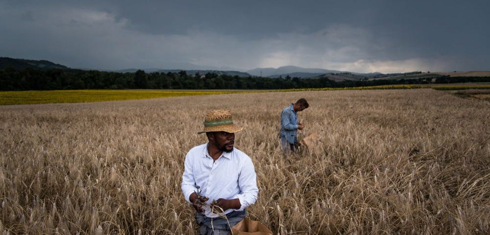 Climate Change Transforms Italian Agriculture: Tropical Fruits Thrive as Traditional Crops Decline
