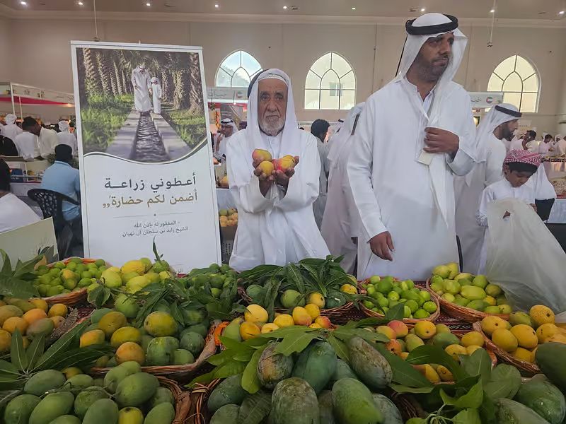 Desert Gold: Emirati Farmer Cultivates 50-Year Mango Legacy