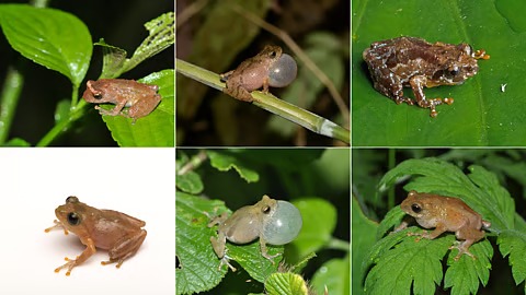 Northeast India's Frog Frenzy: 13 New Bush Frog Species Unearthed in Biodiversity Hotspot