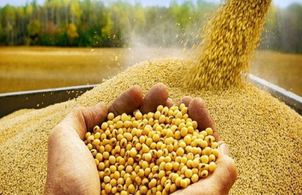 Soymeal Sticker Shock: Indian Exporters Stare At Empty Order Books