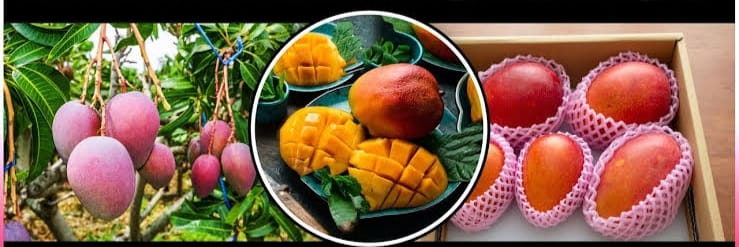 Sweet Success: Jagtial’s Miyazaki Mangoes Put Telangana on the Global Fruit Map