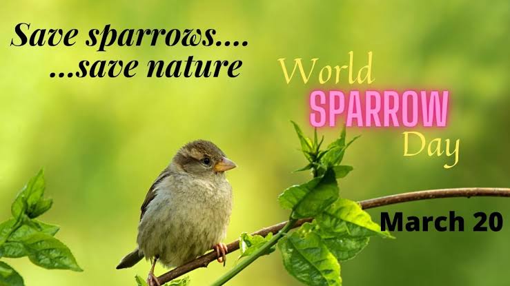 Tiny Wings, Big Impact: PIB's Sparrow Revival Plan Takes Flight