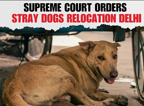 Paws in Limbo: Will Delhi’s Strays Be Relocated or Reinstated? Apex Court to Rule