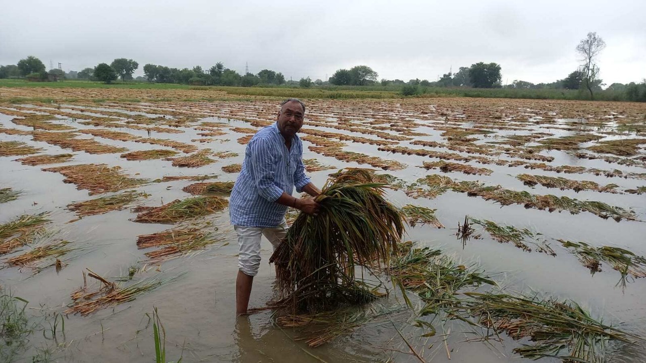 Heavy Rains Fail To Shake India’s Rice Output Forecast, Here’s Why