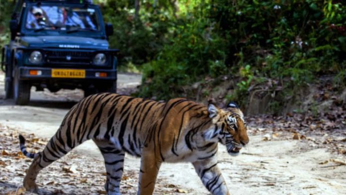 Safari shifted, nights nixed: Supreme Court redraws tiger tourism—only off-forest, never after dark