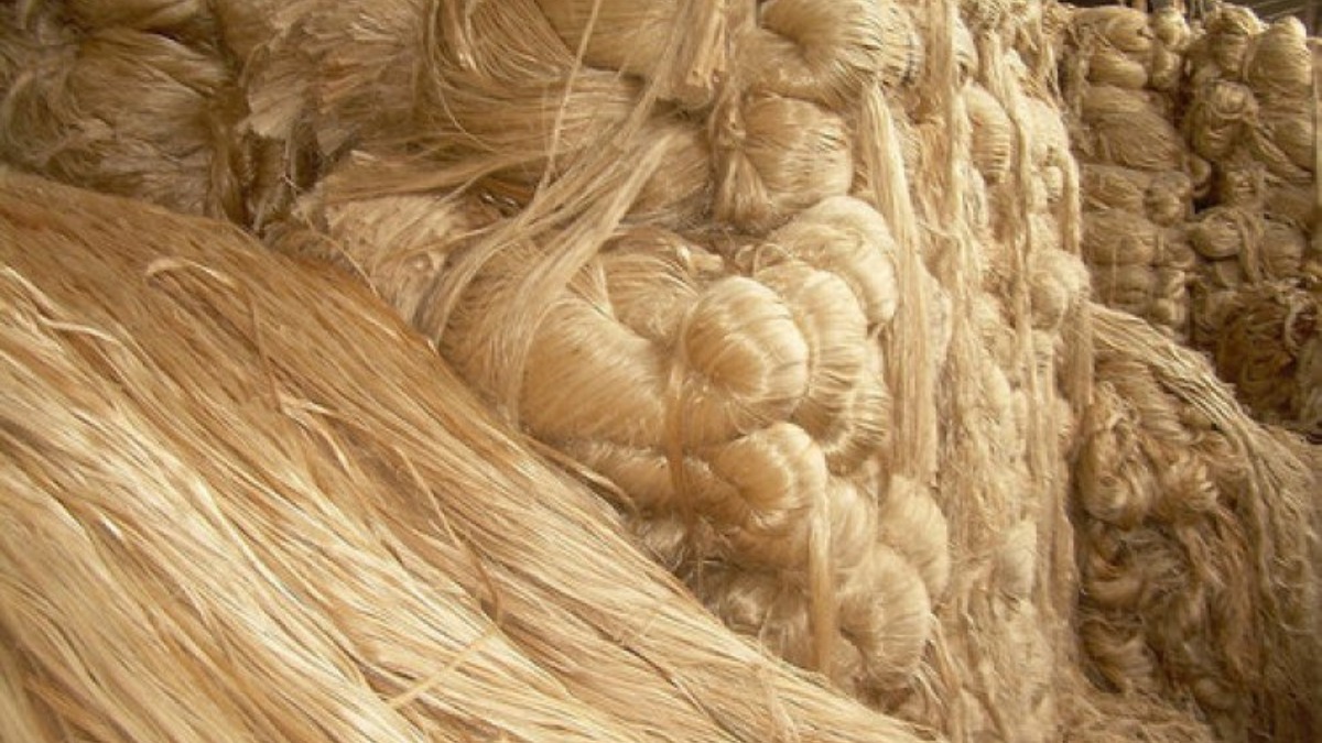 India Leads Global Jute Production in 2025, Followed by Bangladesh and China