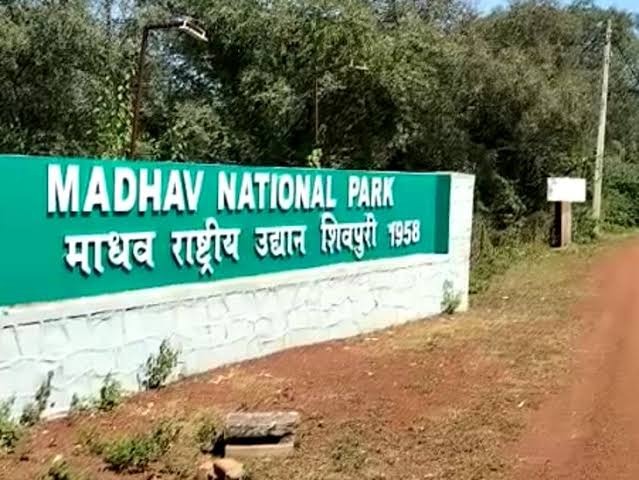 The Pride Grows: Madhav National Park to Become Madhya Pradesh's Ninth Tiger Sanctuary