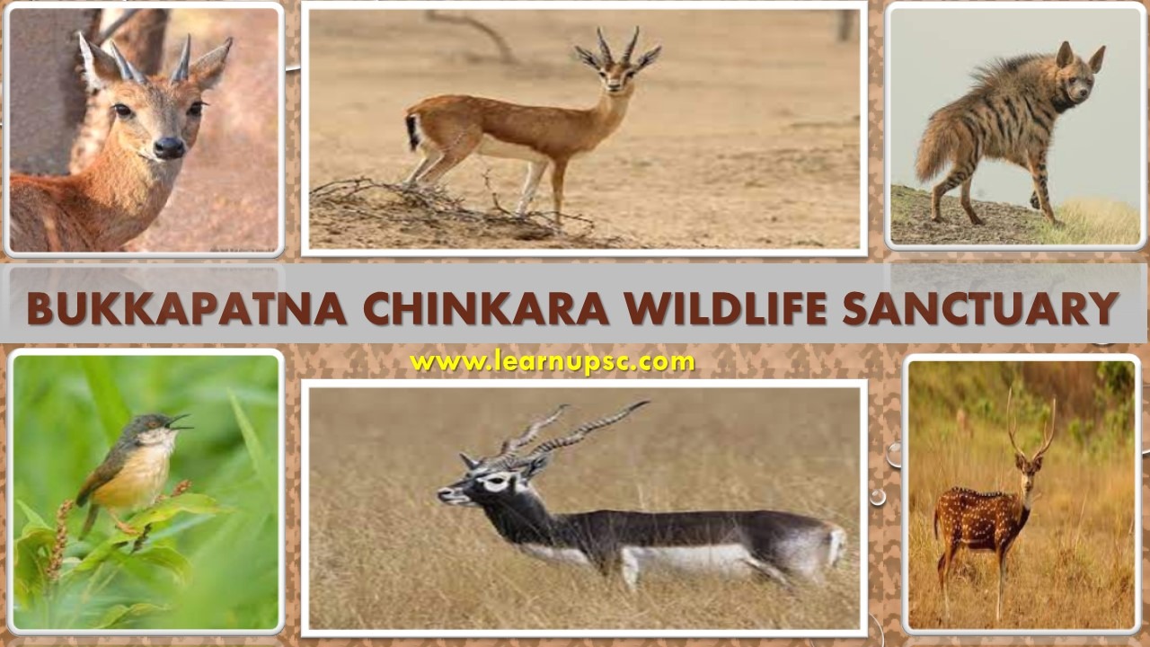 Back to the Wild: Karnataka Reclaims 300 Acres in Bukkapatna Sanctuary After Decades of Encroachment