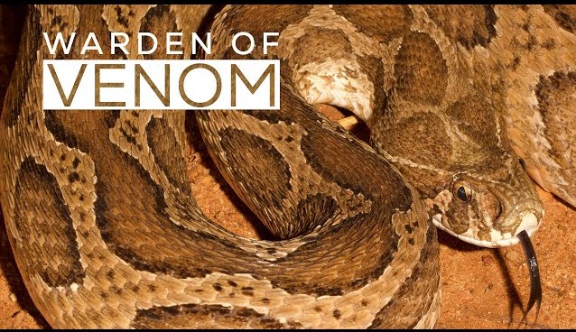 The Whistle You Don’t Want to Hear: Russell’s Viper’s Deadly Warning Echoes Across India