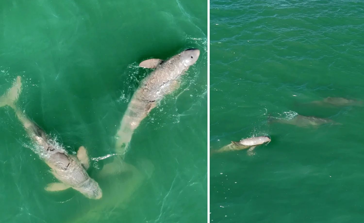 Drone Spots Deep-Sea Drama: Elusive Ocean Phantom Surfaces Off Australian Coast