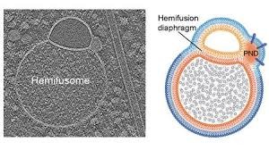 Hemifusome Unveiled: Scientists Discover a New Organelle That Rewrites Cellular Recycling