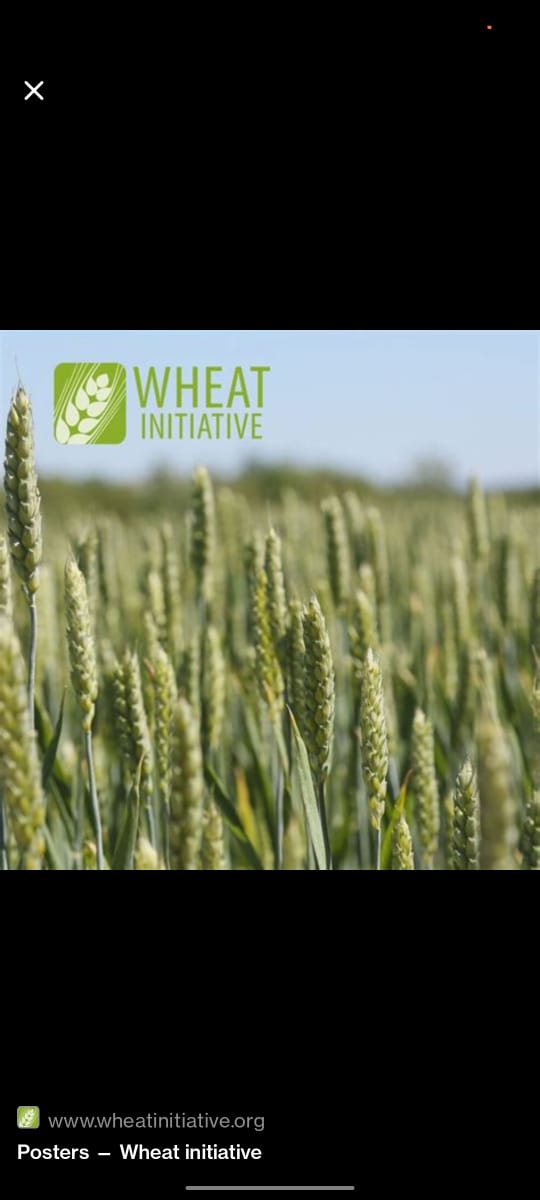Ghana Takes Bold Step Towards Wheat Self-Sufficiency with New Initiative