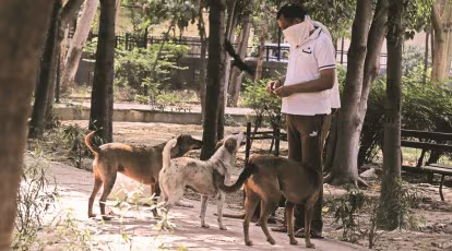 Punjab Cracks Down on Animal Cruelty: Mandatory Registration for Dog Breeders and Pet Shops