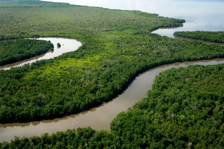 Mangrove Plantation Drive Launched to Save Aghanashini Riverbanks