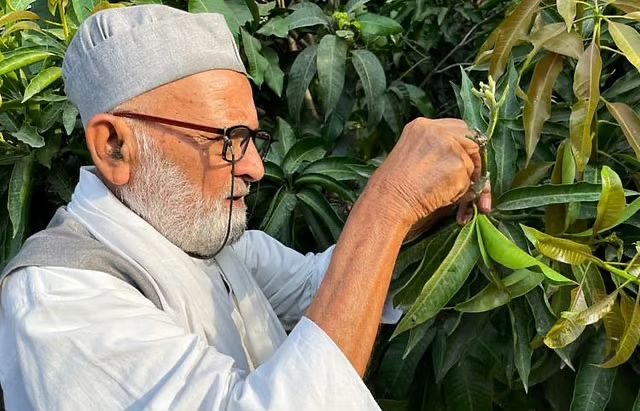 India’s Mango Man Grows 300 Varieties on One Tree, Creating a Fruit Wonder