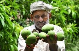 Crown Under Threat: Unseasonal Rains Hit India’s Mango Crop