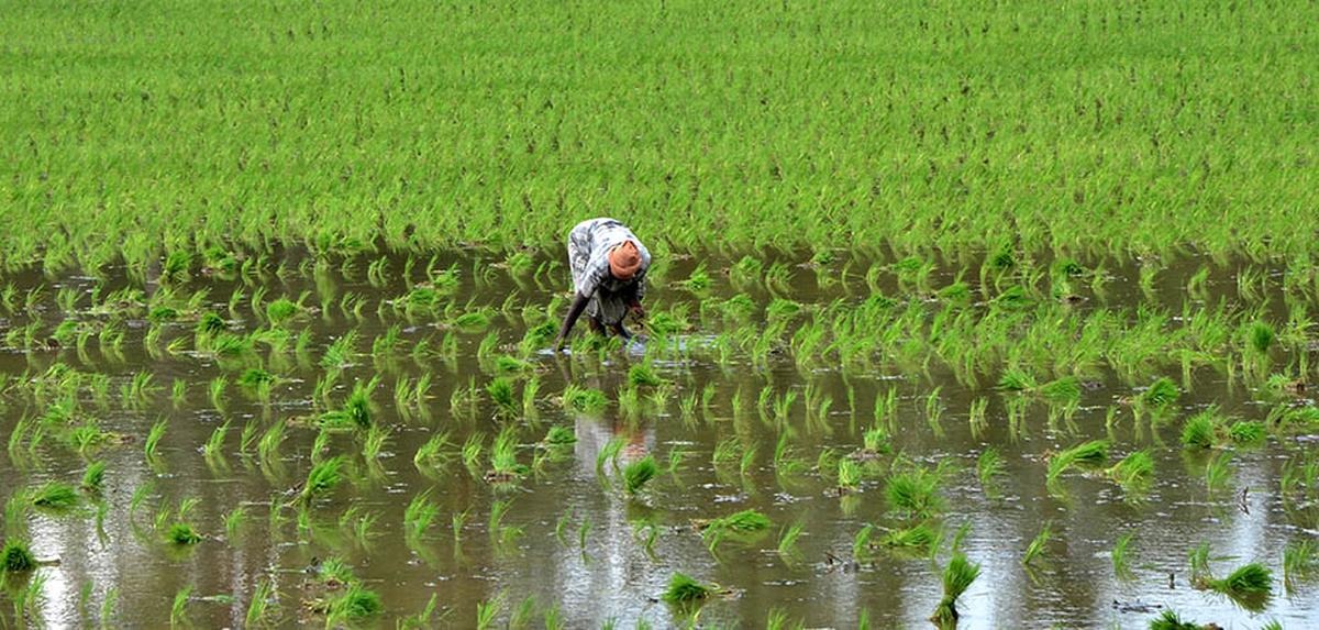 Nourishing Tamil Nadu: Rs 125 Crore Scheme to Boost Nutrition and Farmer Income