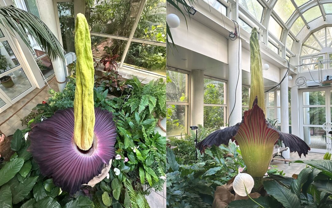 Poland Invites You To Experience The World's Rarest And Most Mysterious Flower