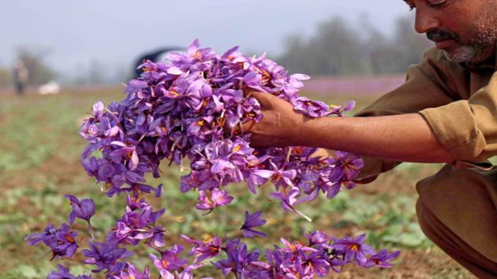 Haldiram's and JAFZA Join Forces to Establish Major Saffron Processing Facility in Dubai
