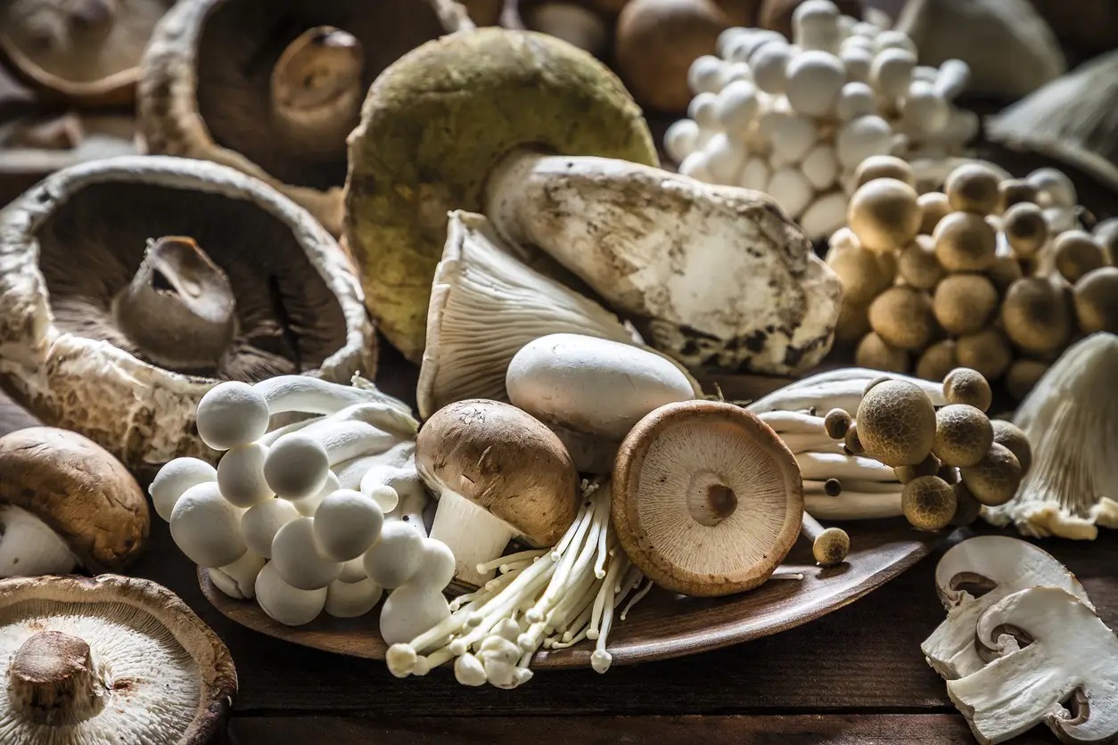 Mushroom Mania: Biotech Breakthroughs to Eco-Friendly Solutions