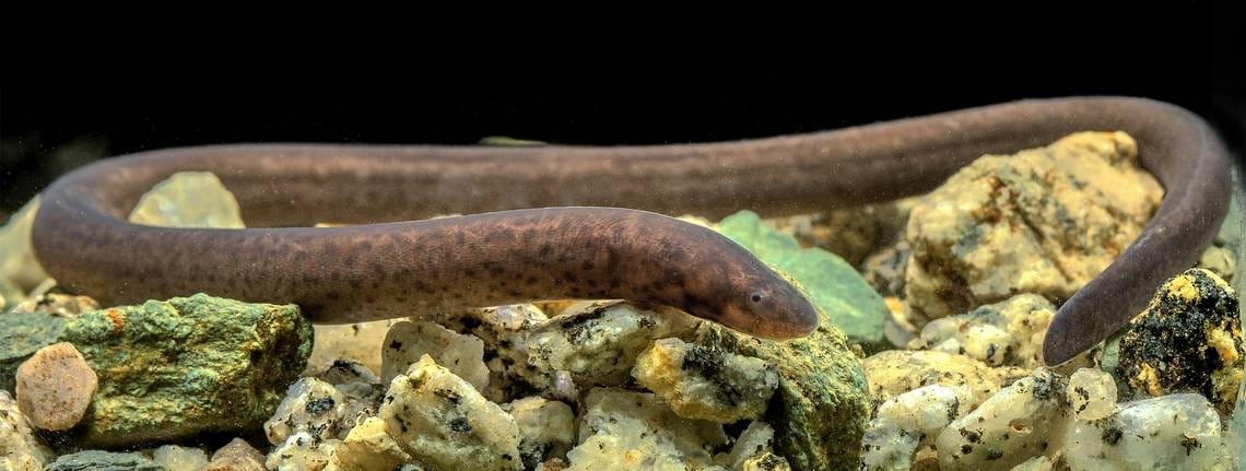 Back From the Depths: Adventurers Rediscover Fish Last Seen in 1912 Expedition