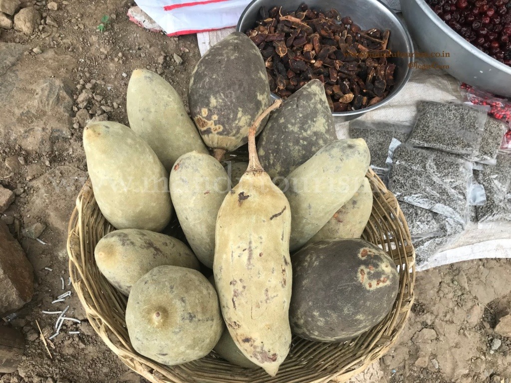 GI Tag Puts Mandu's Khurasani Imli on the Global Map