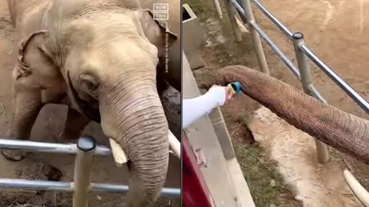 Elephant's Heartwarming Gesture: Returns Child's Shoe at Chinese Zoo