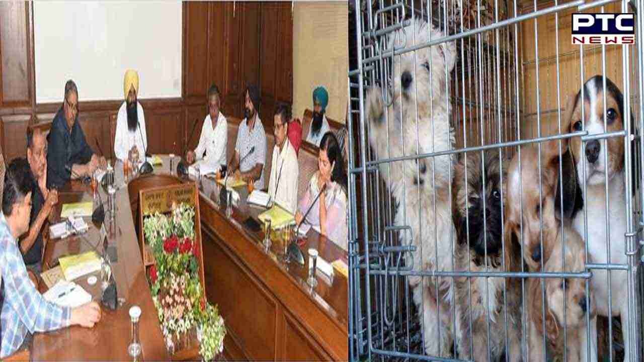 Punjab Mandates Dog Breeders and Pet Shops Registration: An Initiative towards Animal Welfare