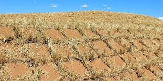 China’s Green Great Wall Expands: Nation Reports Major Progress in Desertification Control