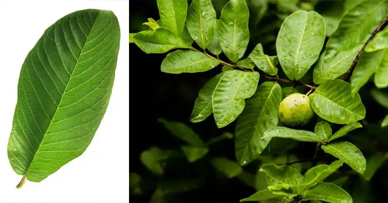 Tea-Riffic Tonic: Guava Leaves On Empty Stomach Work Wonders