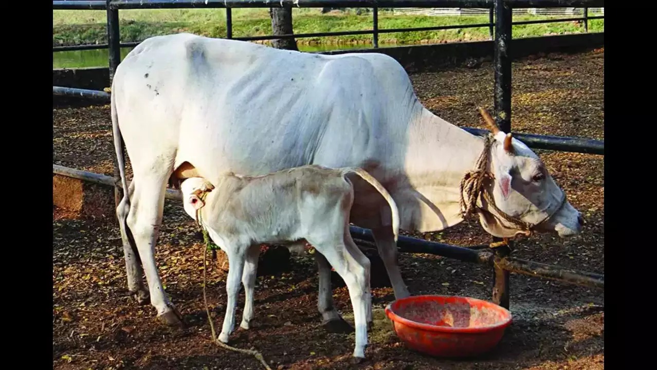 Historic Milestone: Goa's Shweta Kapila Becomes State's First Nationally Recognized Cattle Breed