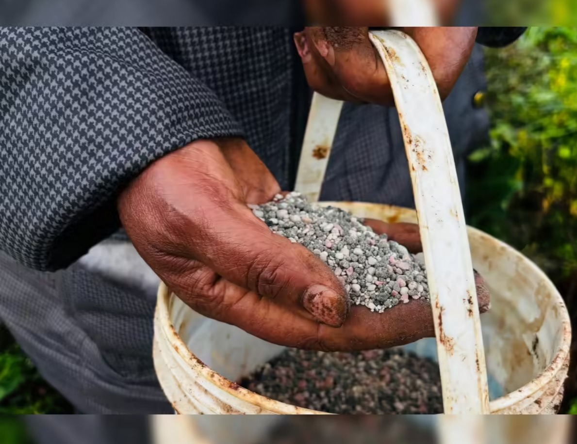 Global Fertilizer Prices Spike, Threatening Food Supply Chains