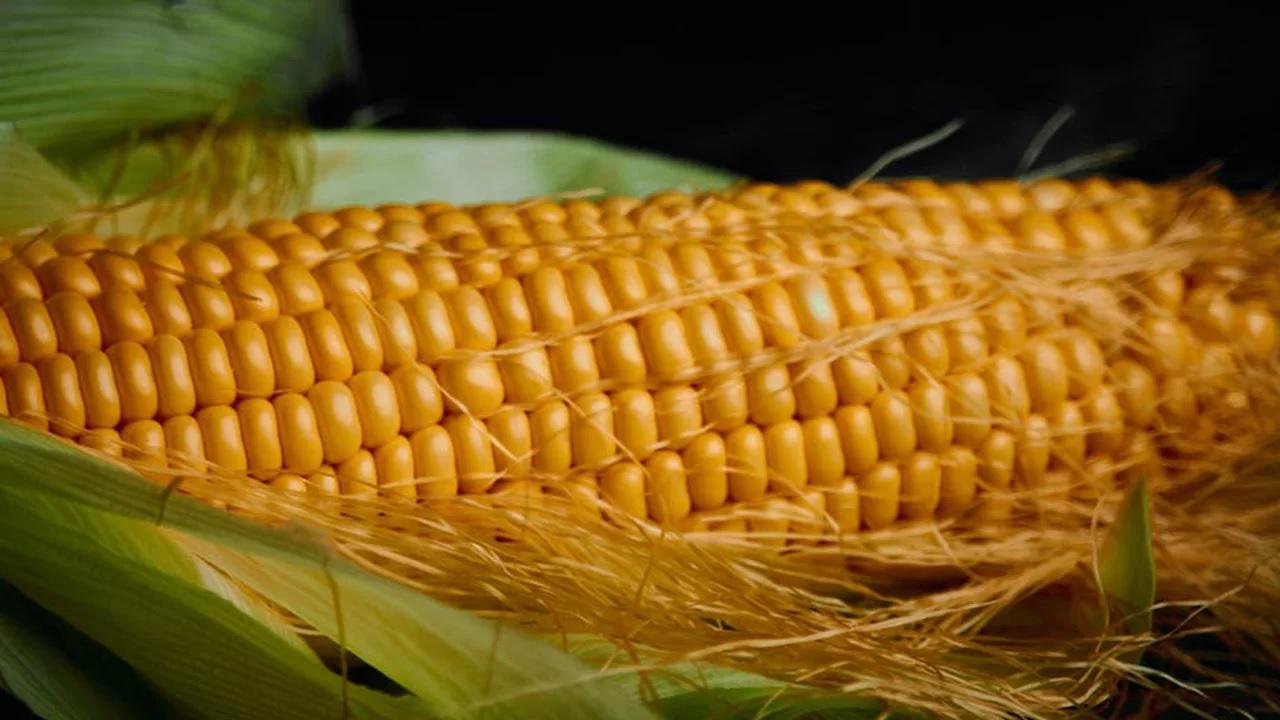 UP Sets Sights on Doubling Maize Output by 2027 with Tech Push and Farmer Support