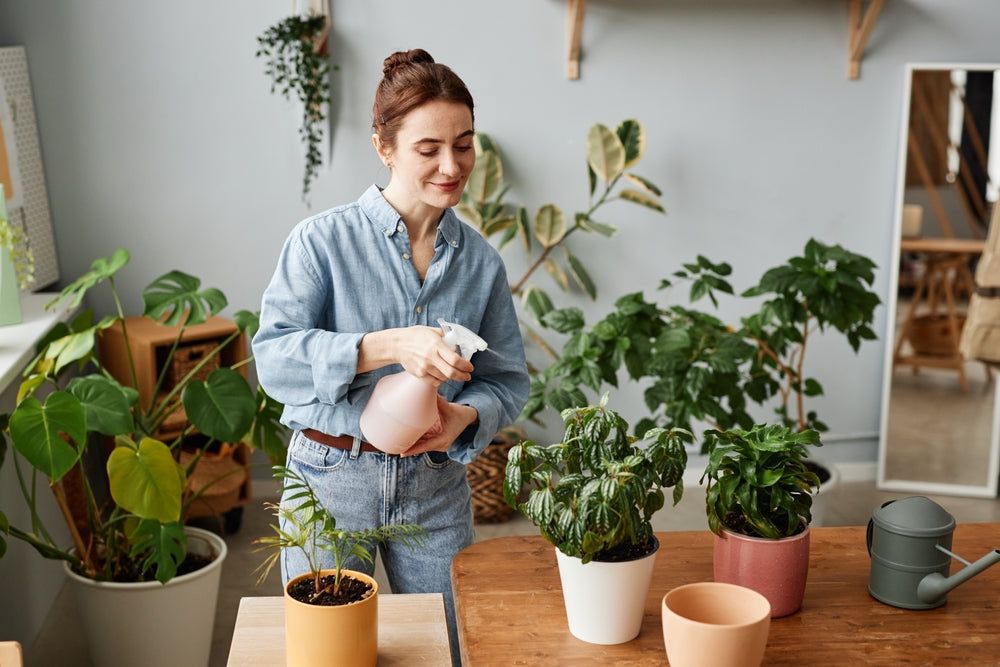 Root Awakening: Plant Parenthood Blossoms into a ₹300 Cr Industry