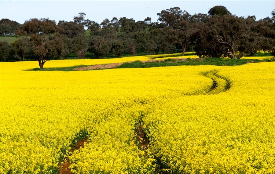 Fields of Gold: Canola Crops Turn Selfie Spots into Economic Hotspots